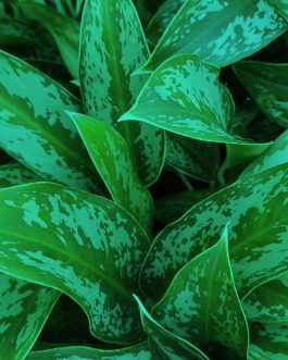 Agalonema narrow ice(single plant)