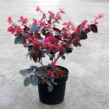 Loropetalum /Chinese Fringe (single plant)