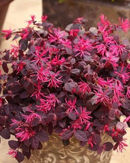 Loropetalum /Chinese Fringe (single plant)