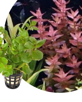 Bacopa salzmannii araguaia- pink USA version (large pot)