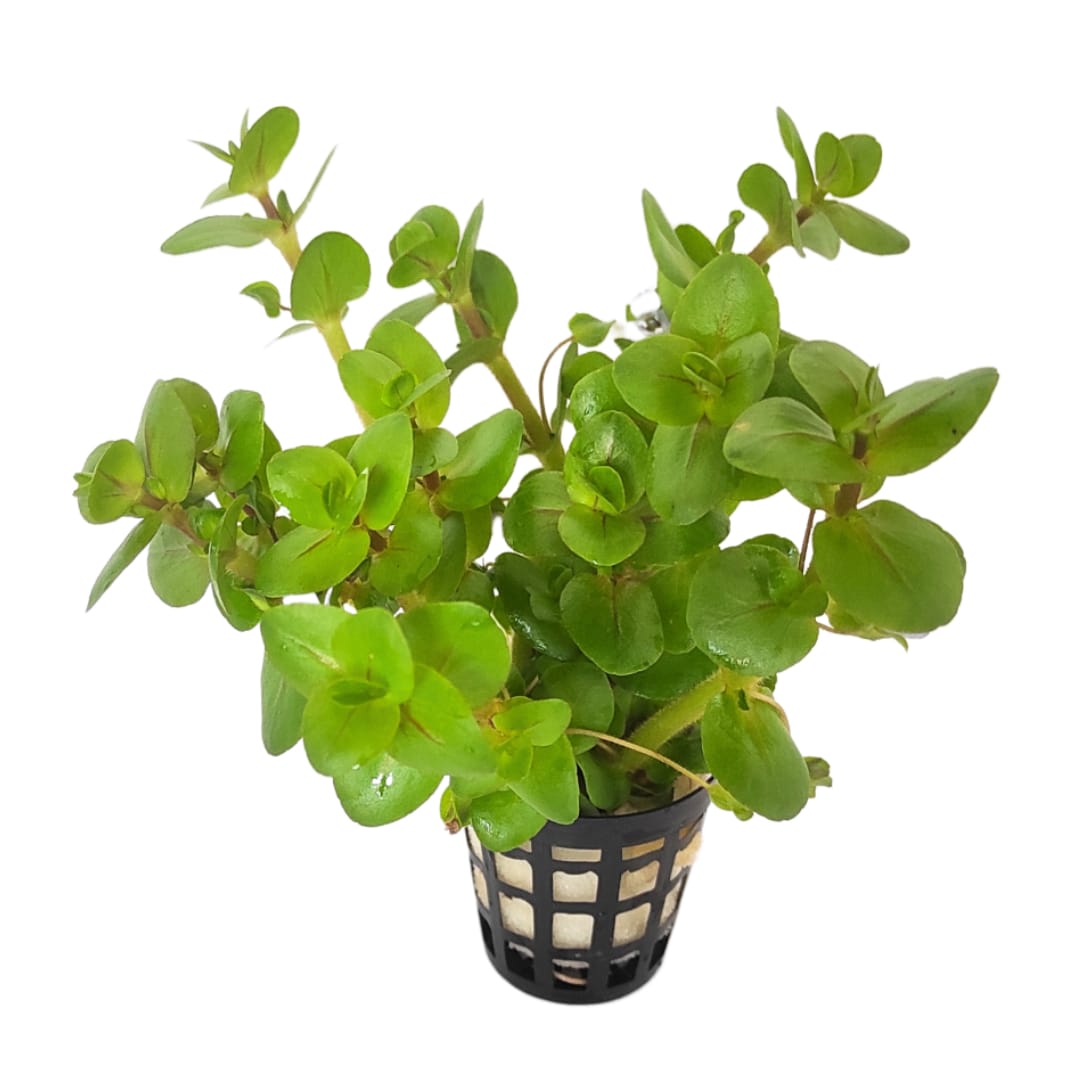 Bacopa salzmannii araguaia- pink USA version (3 stems) - Image 5