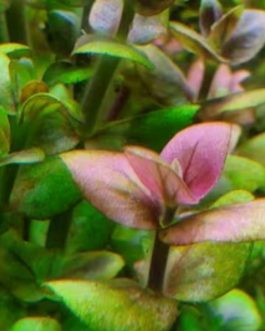 Bacopa salzmannii araguaia- pink USA version (large pot)