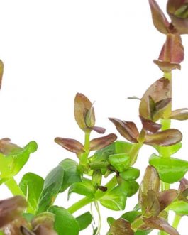 Bacopa salzmannii araguaia- pink USA version (3 stems)