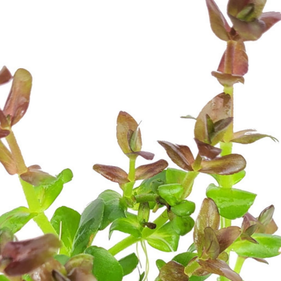 Bacopa salzmannii araguaia- pink USA version (3 stems)