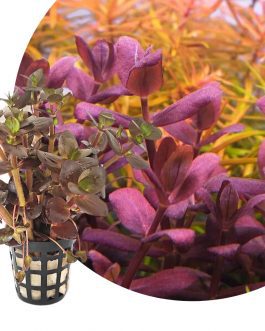 Bacopa Salzmannii Purple- Singapore Version (large pot)