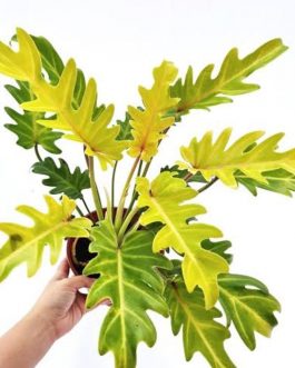 Philodendron Golden Xanadu (small sized)