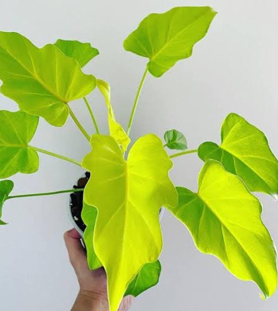 Philodendron Golden Xanadu (small sized) - Image 3