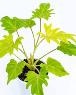 Philodendron Golden Xanadu (small sized)