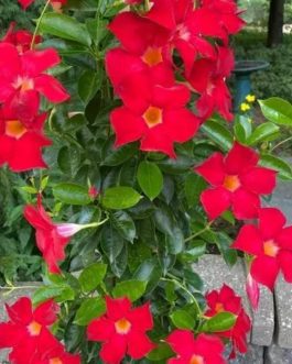 Red mandevilla flower plant (small sized)