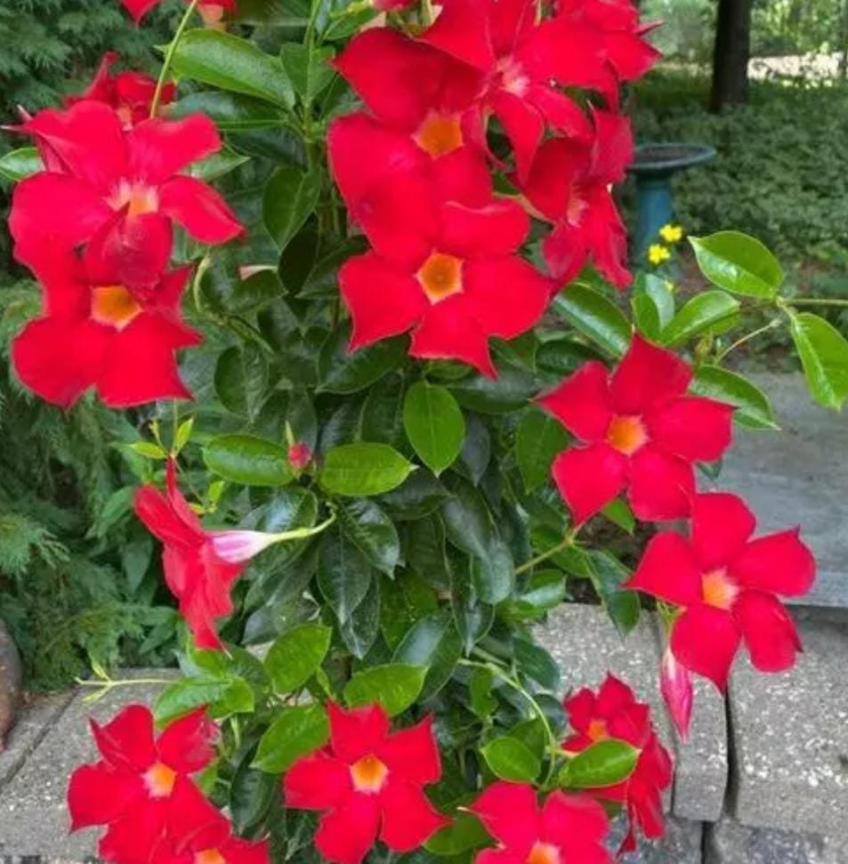 Red mandevilla flower plant (small sized)