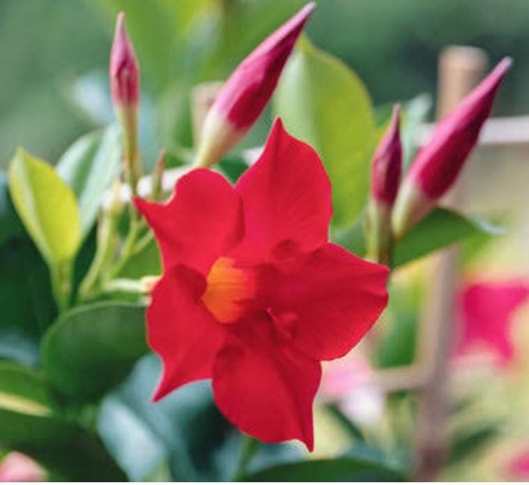 Red mandevilla flower plant (small sized) - Image 2