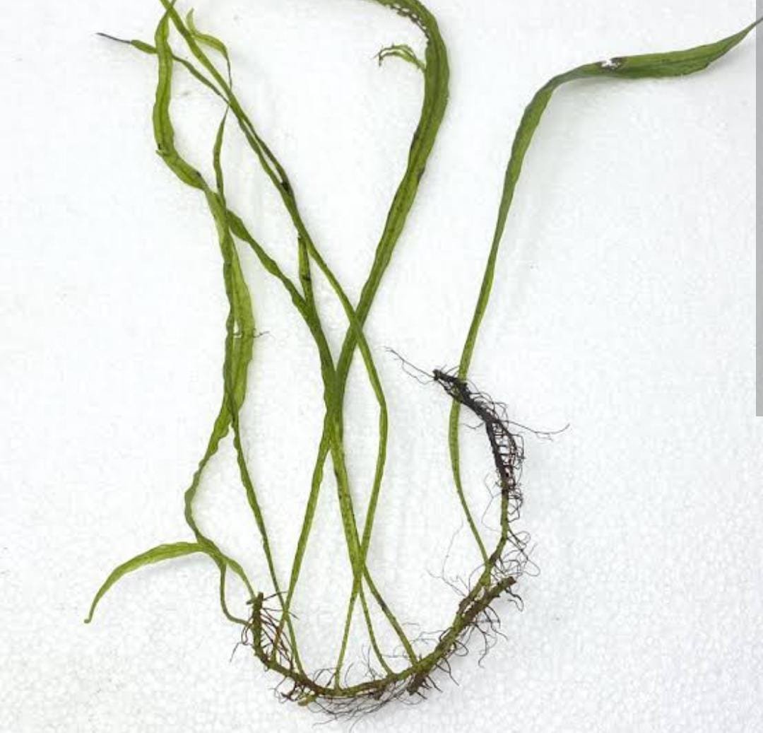 Needle leaf Java fern (single plant) - Image 2