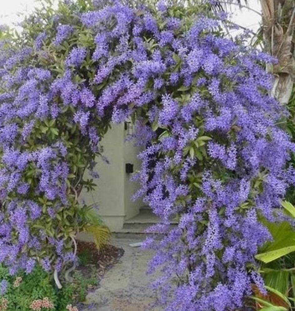 Petrea blue/ Petrea volubilis/ sand paper vine (single plant) - Image 3