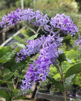 Petrea blue/ Petrea volubilis/ sand paper vine (single plant)