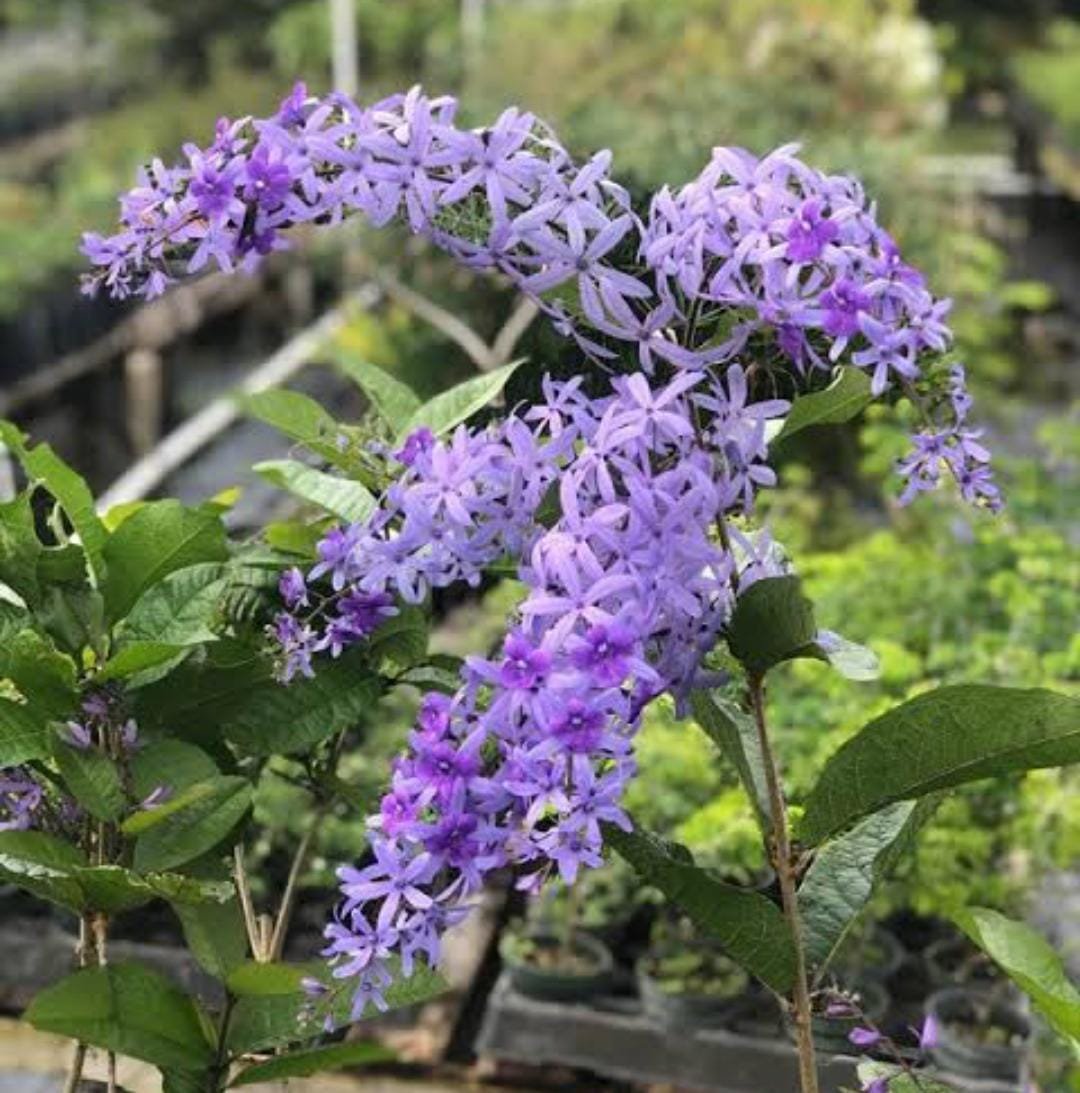 Petrea blue/ Petrea volubilis/ sand paper vine (single plant) - Image 2