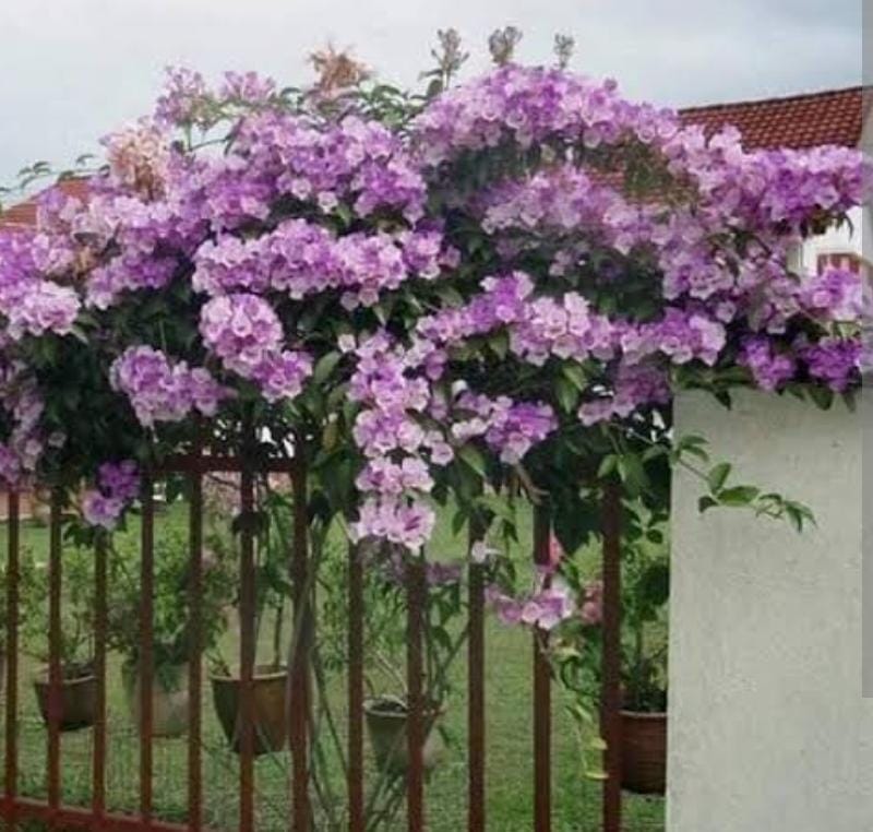 Garlic Vine/ Mansoa Alliacea Plant (single plant) - Image 3