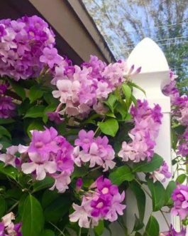 Garlic Vine/ Mansoa Alliacea Plant (single plant)