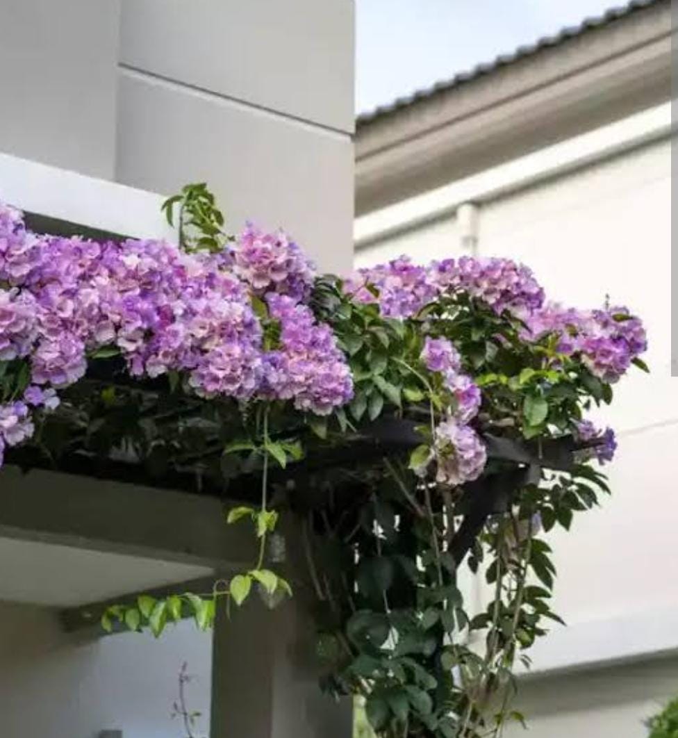 Garlic Vine/ Mansoa Alliacea Plant (single plant) - Image 5