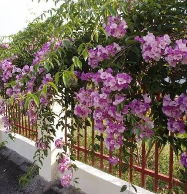 Garlic Vine/ Mansoa Alliacea Plant (single plant) - Image 4