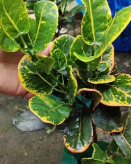 Croton yellow Lotus (single plant)
