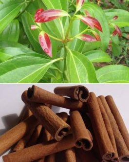 Cinnamon Plant/ Tej patha plant (single plant)