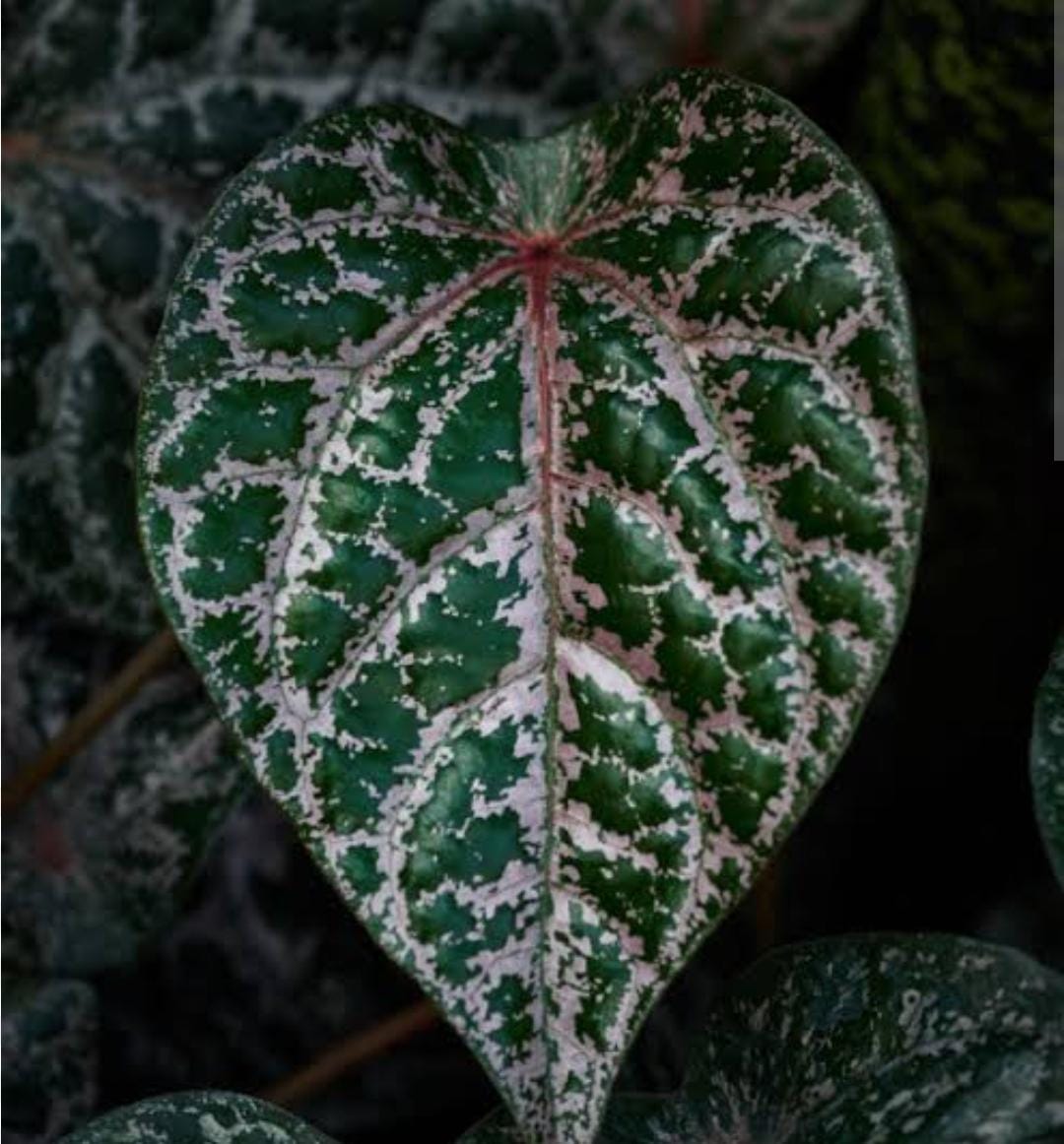 Piper ornatum (single plant) - Image 5