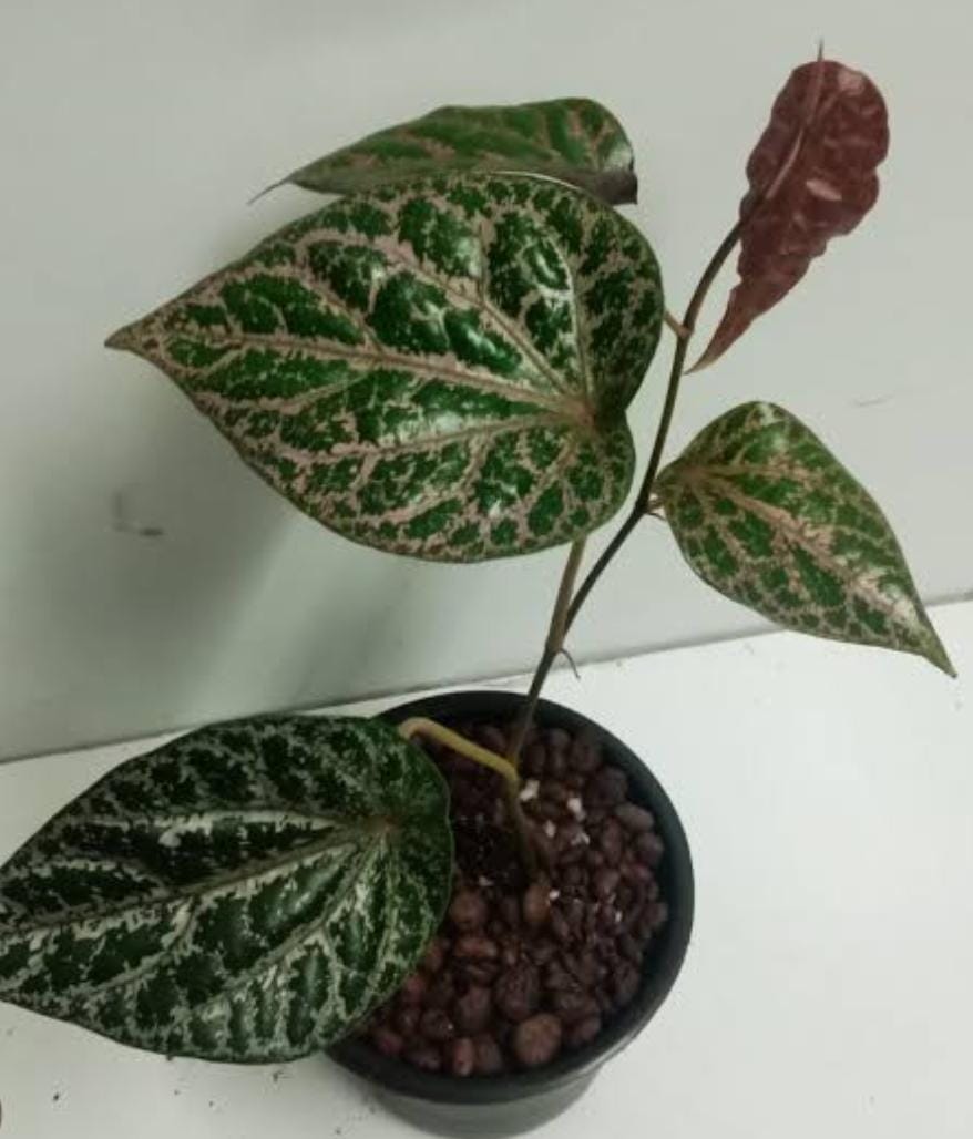 Piper ornatum (single plant) - Image 4