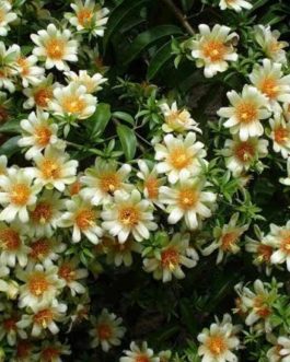 Lemon vine (single plant)