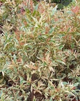 Variegated Eugenia (single plant)