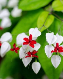 Bleeding Heart Vine/ Clerodendrum Thomsoniae (single plant)