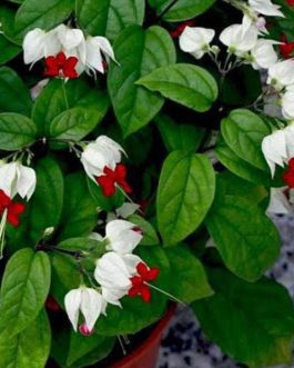 Bleeding Heart Vine/ Clerodendrum Thomsoniae (single plant)