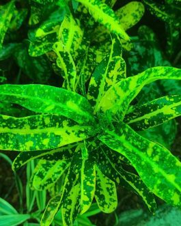 Croton- Spotted yellow banana croton (single plant)