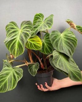 Philodendron verrucosum/ Ecuador Philodendron (small plant)