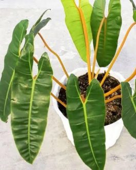 Philodendron Billietiae (jiffy sized plant)