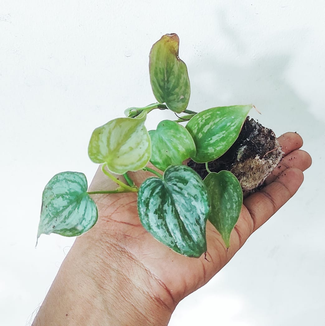 Philodendron Brandtianum (single plant) - Image 9