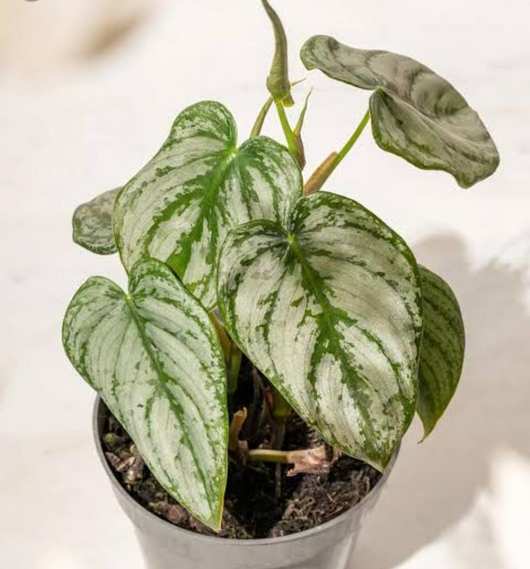 Philodendron Brandtianum (single plant) - Image 8