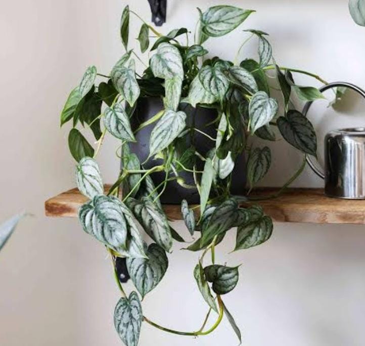 Philodendron Brandtianum (single plant) - Image 6