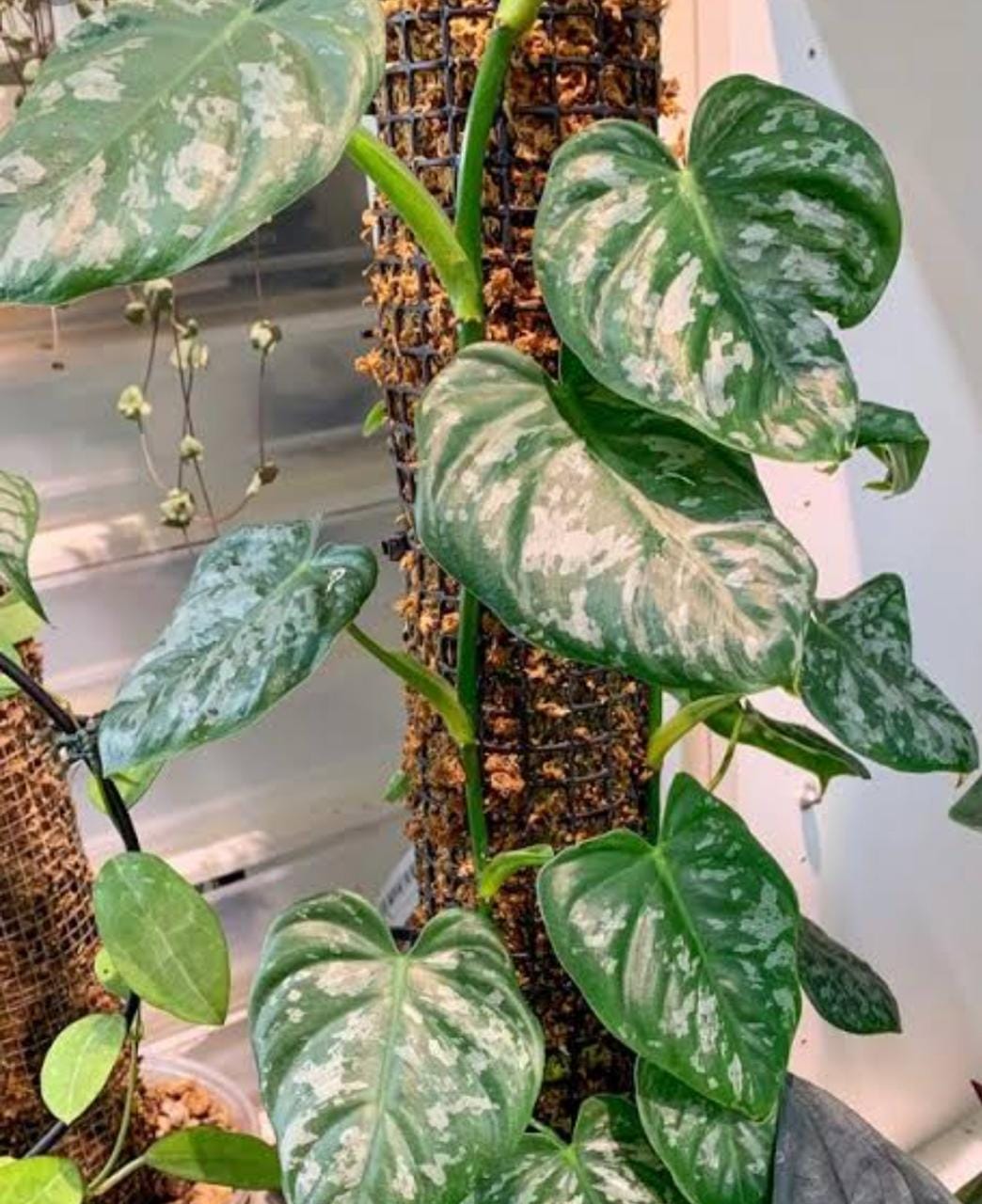 Philodendron Brandtianum (single plant) - Image 4