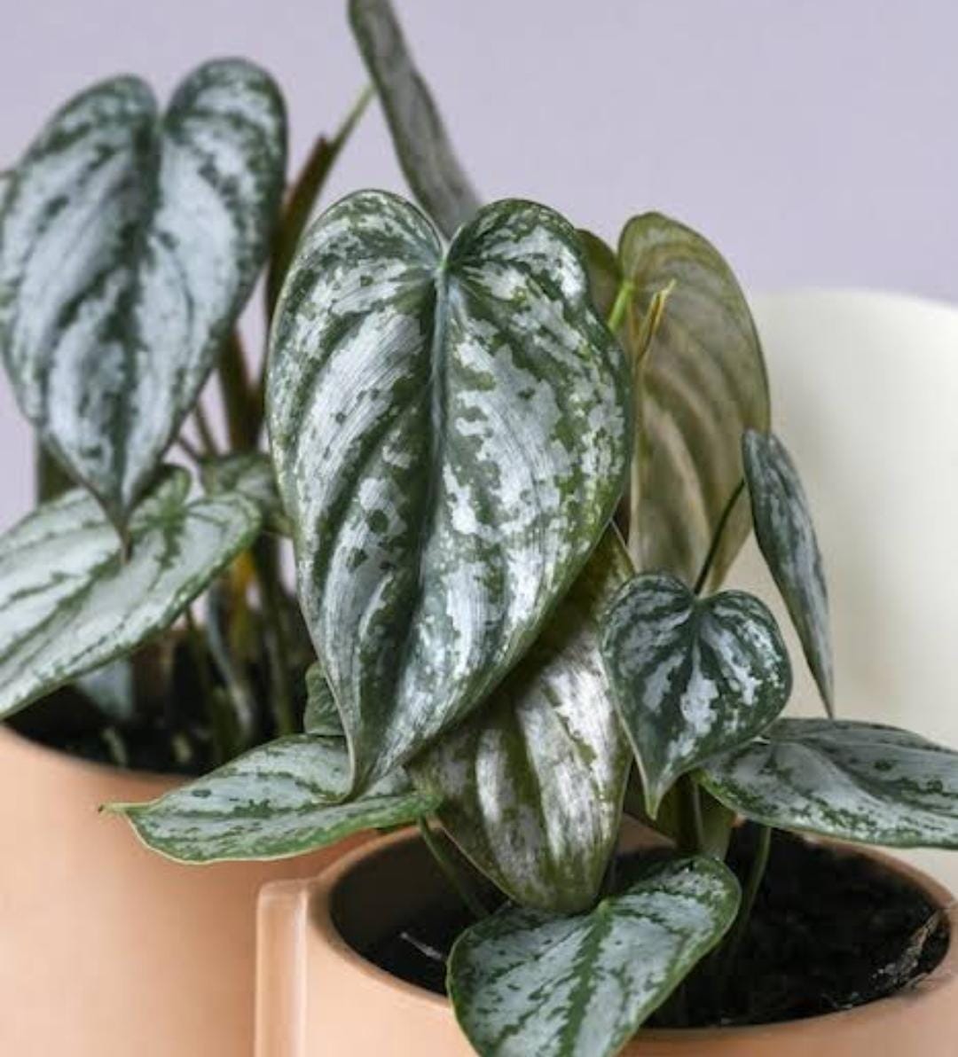 Philodendron Brandtianum (single plant) - Image 2