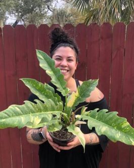 Philodendron ring of fire variegated (single plant)