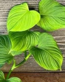 Philodendron Fibraecataphyllum (single plant)