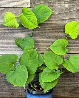 Philodendron Fibraecataphyllum (single plant)