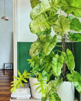 Philodendron Paraiso Verde (single plant)