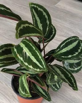 Calathea Vandenheckei/ Calathea Picturata ‘Vandenheckei’ (Single plant)