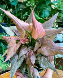 Syngonium Mickey (small plant)