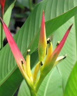 Heliconia psittacorum Pink Blush (single plant)