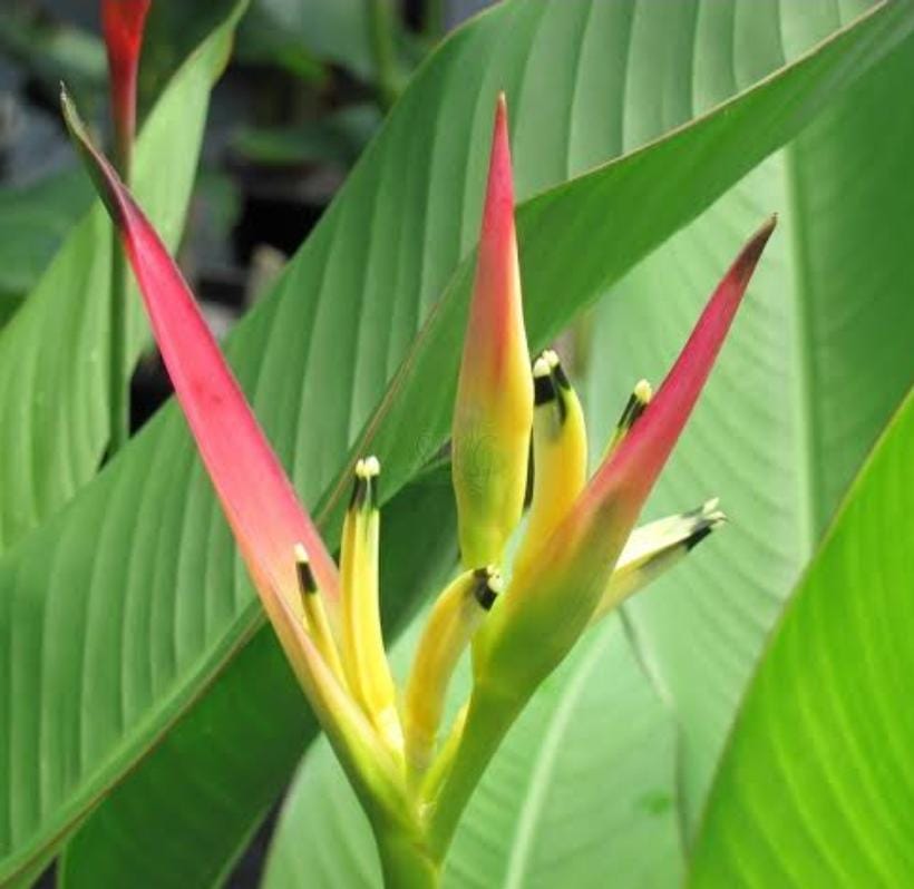 5 plants of Heliconia psittacorum Pink Blush - Image 2