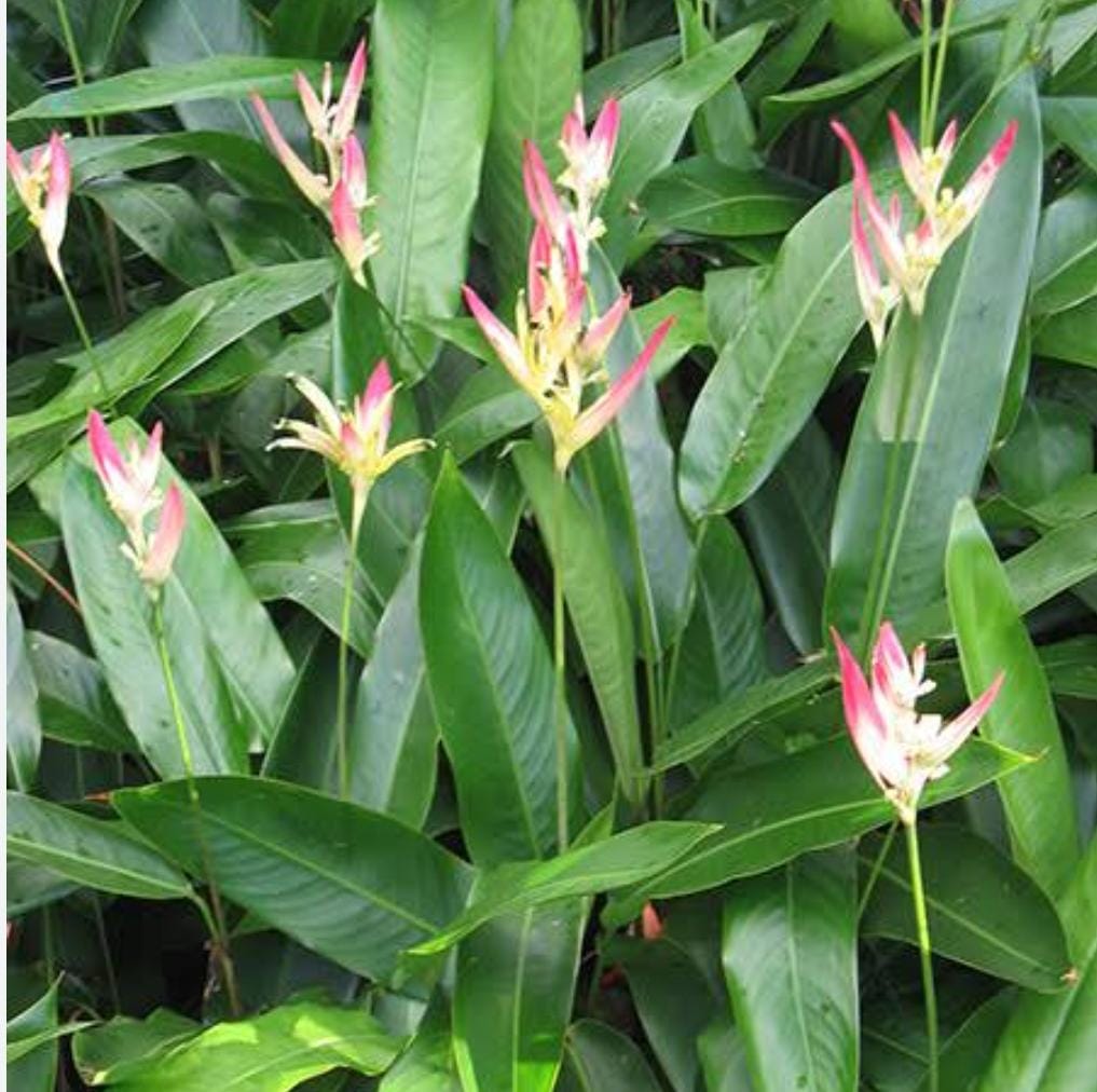 5 plants of Heliconia psittacorum Pink Blush - Image 4