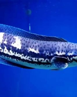 Channa diplogramma (Malabar snakehead, 4 pcs)