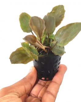 Laganandra meboldii round red (pot)